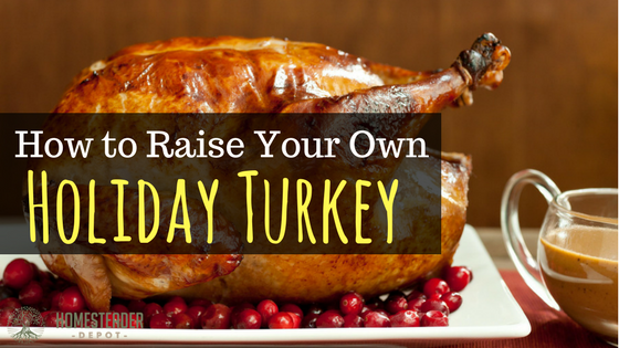 Tips For Raising Your Own Holiday Turkey