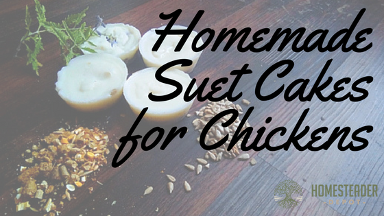 Homemade Suet Cakes for Chickens