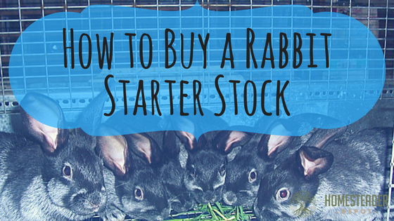 How to Buy a Rabbit Starter Stock
