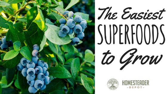 The 6 Easiest Superfoods to Grow
