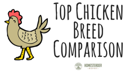 Top Chicken Breed Comparison (Infographic)