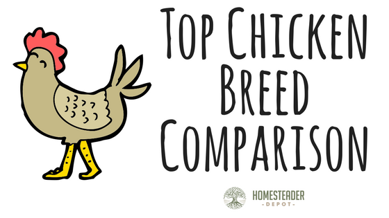 Top Chicken Breed Comparison (Infographic)