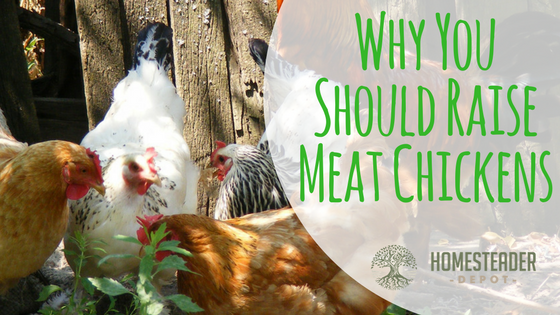 Why Raise Meat Chickens?