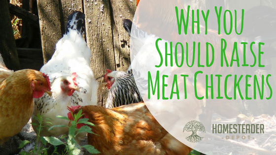 Why You Should Raise Meat Chickens