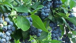 How to Get Free Blueberry Plants (Video)