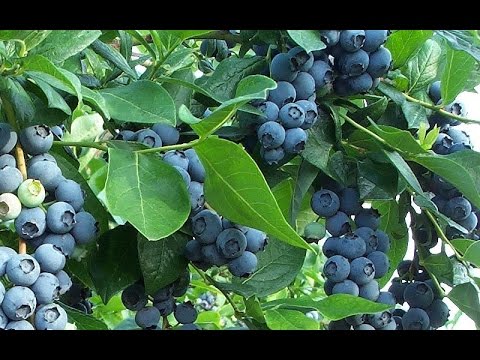 How to Get Free Blueberry Plants (Video)