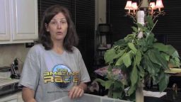 How to Make a Silkworm Habitat (Video)