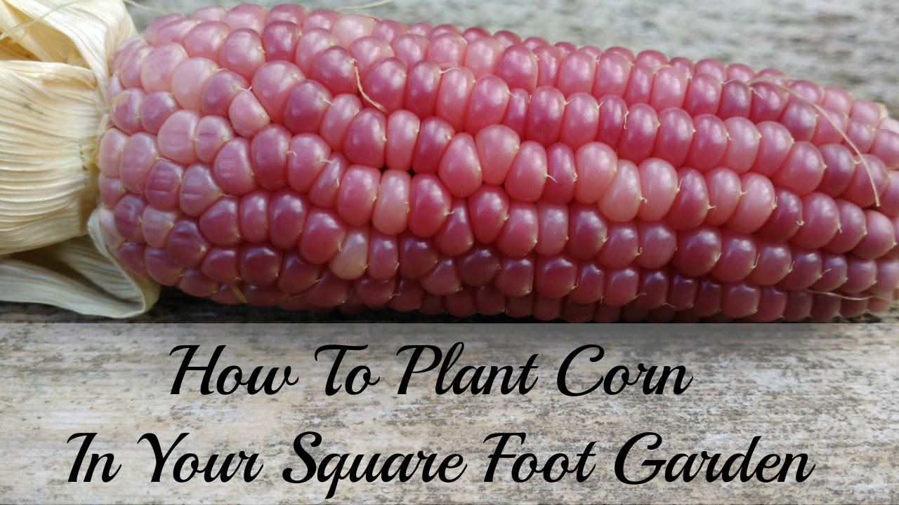 How to Plant Corn in a Square Foot Garden (Video)