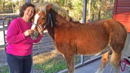 How to Groom Horses (Video)
