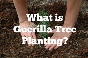 planting-pine-tree (2)
