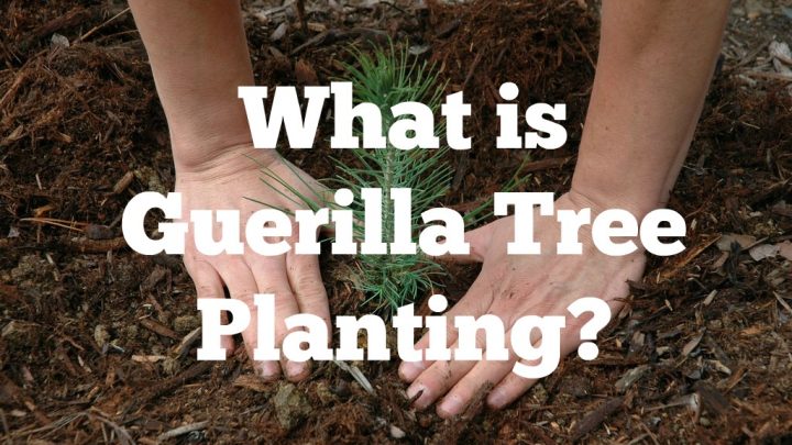 What Is Guerrilla Tree Planting?