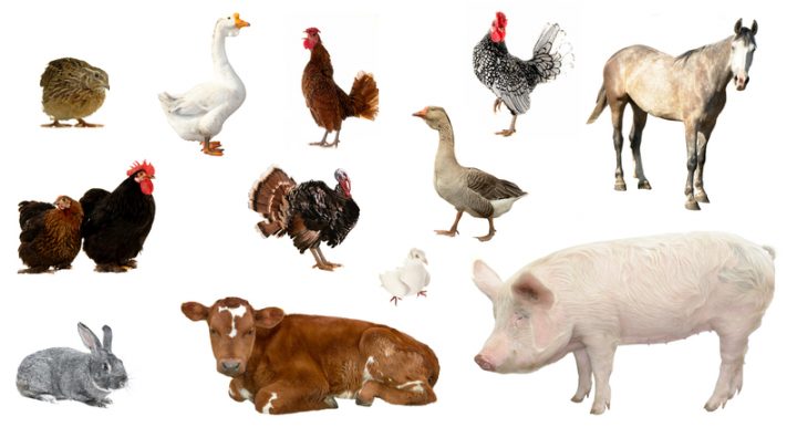 3 Keys to Choosing the Perfect Livestock