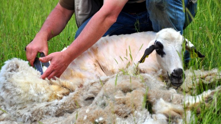 3 Effective Sheep Shearing Techniques