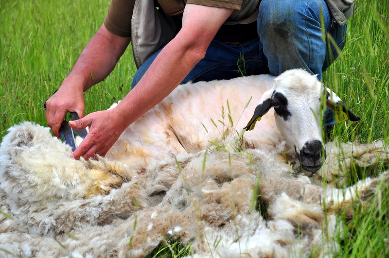 3 Effective Sheep Shearing Techniques