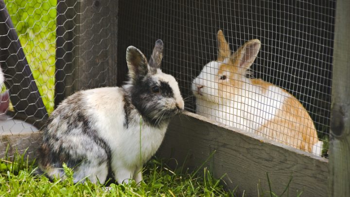 Can Rabbits Contribute to a Homestead?