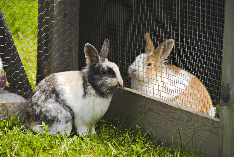 Can Rabbits Contribute to a Homestead?