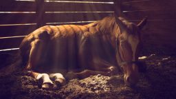 DIY Animal Shelter