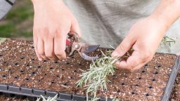 DIY Plant Propagating