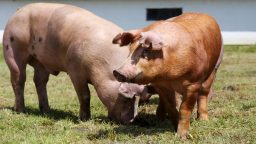 5 Ways Pigs Are Valuable Beyond Just Meat