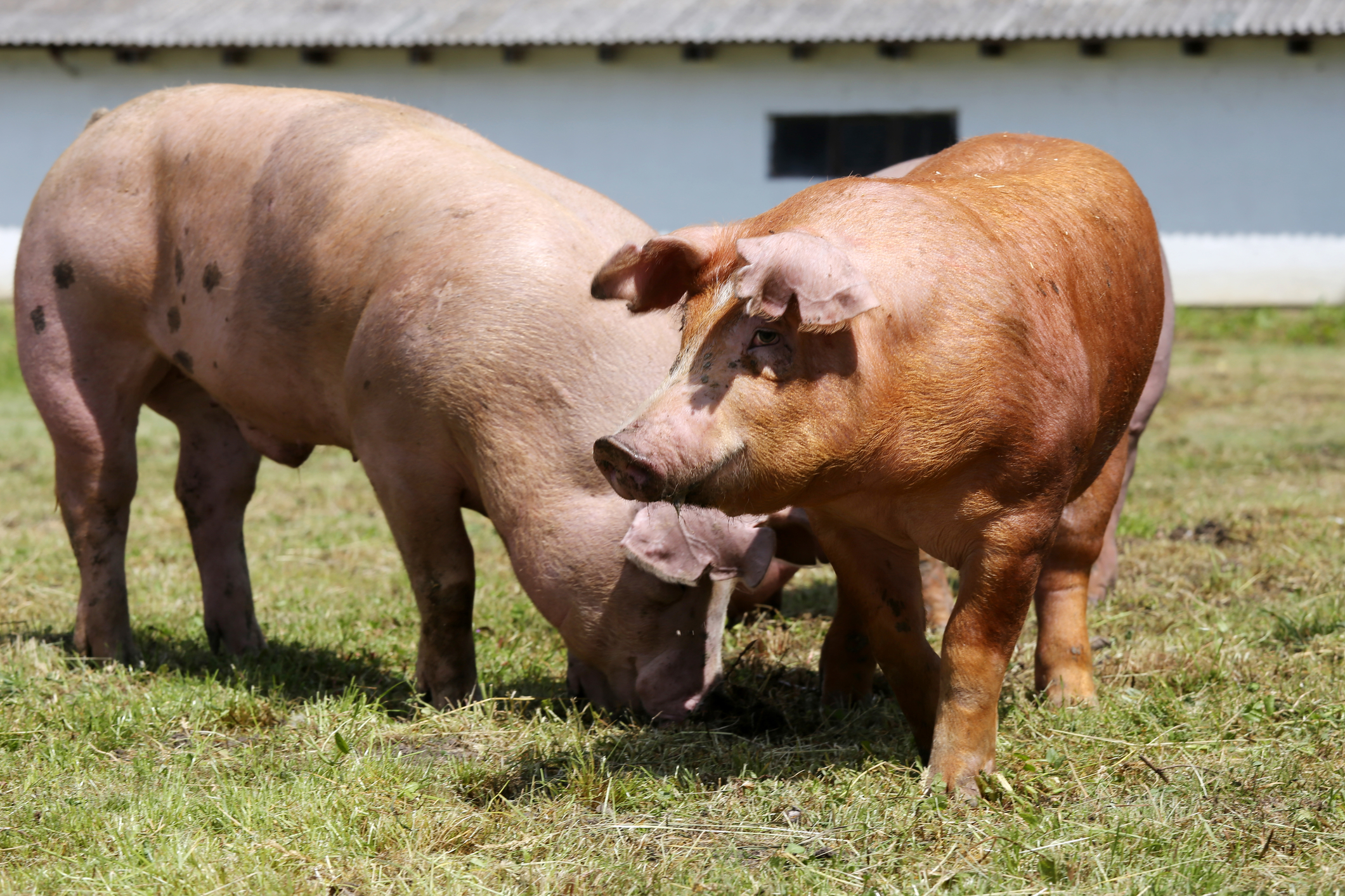 5 Ways Pigs Are Valuable Beyond Just Meat