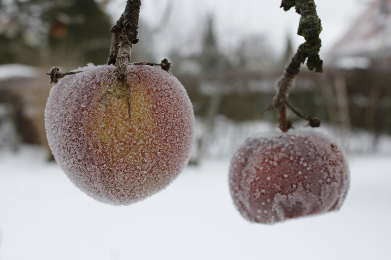 Tips to Stockpile Food for the Winter Months