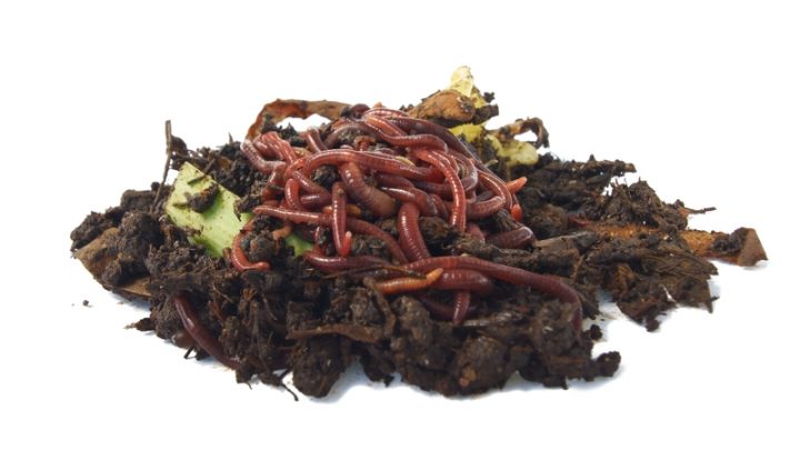 Do-It-Yourself Worm Casting Methods for Compost