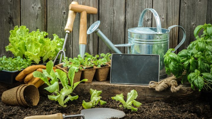 5 Gardening Budget Hacks