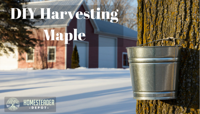 Harvesting Your Own Maple in Just a Few Simple Steps