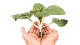 Advantages of Aquaponic Farming