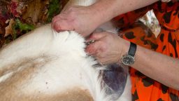 Game Meat: From Field to Freezer