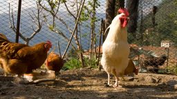 Simple 15 Step Chicken Hoop House