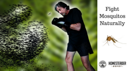 11 More Natural Mosquito Repellents