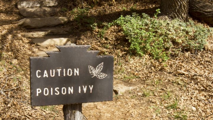 Identifying and Understanding Poison Ivy
