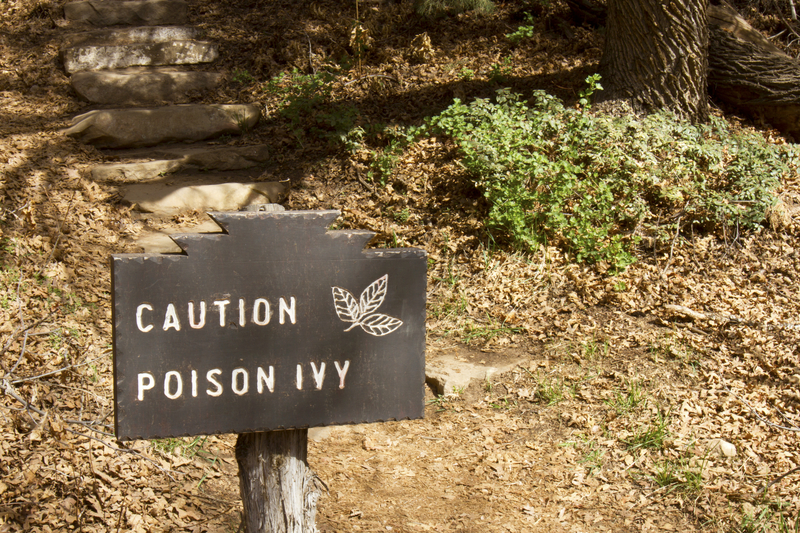 Identifying and Understanding Poison Ivy