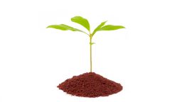 The Undeniable Benefits of Coffee Grounds in Your Garden