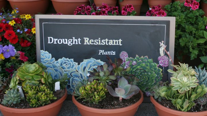 13 Drought Tolerant Plants for Low Maintenance Landscapes