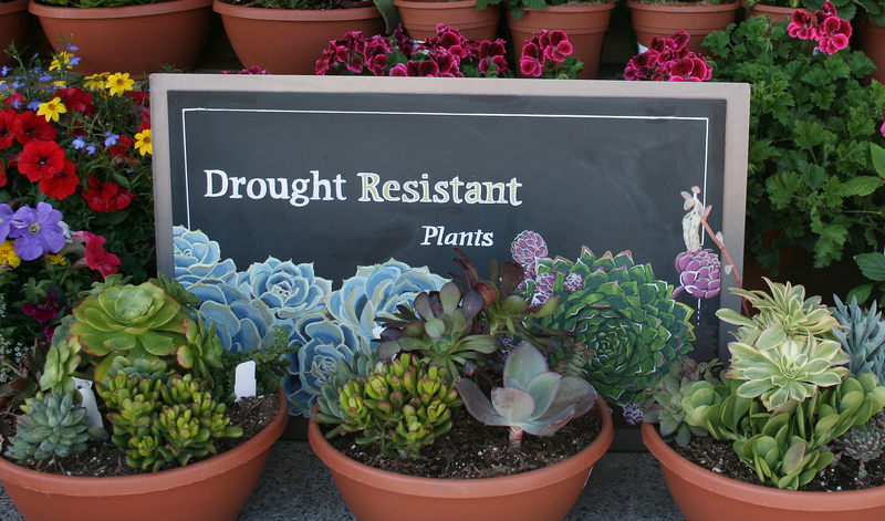 13 Drought Tolerant Plants for Low Maintenance Landscapes