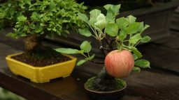 Can You Grow Miniature Fruit Trees and Non-Native Plants?