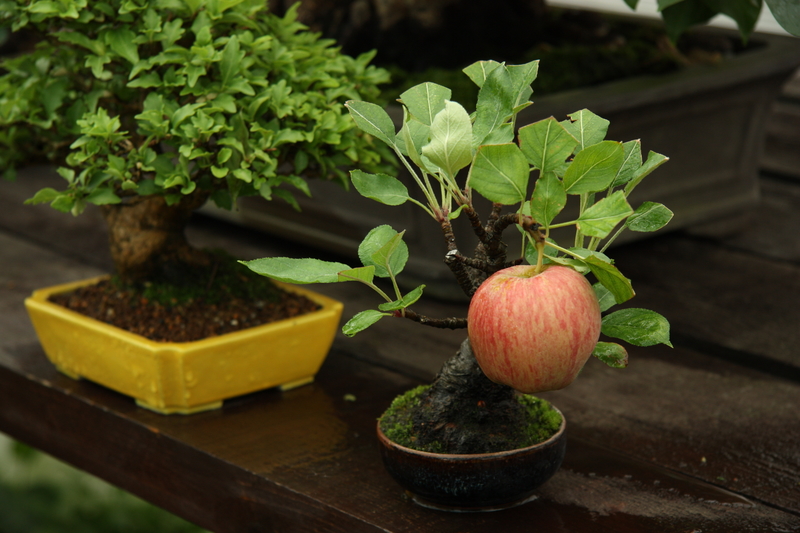 Can You Grow Miniature Fruit Trees and Non-Native Plants?