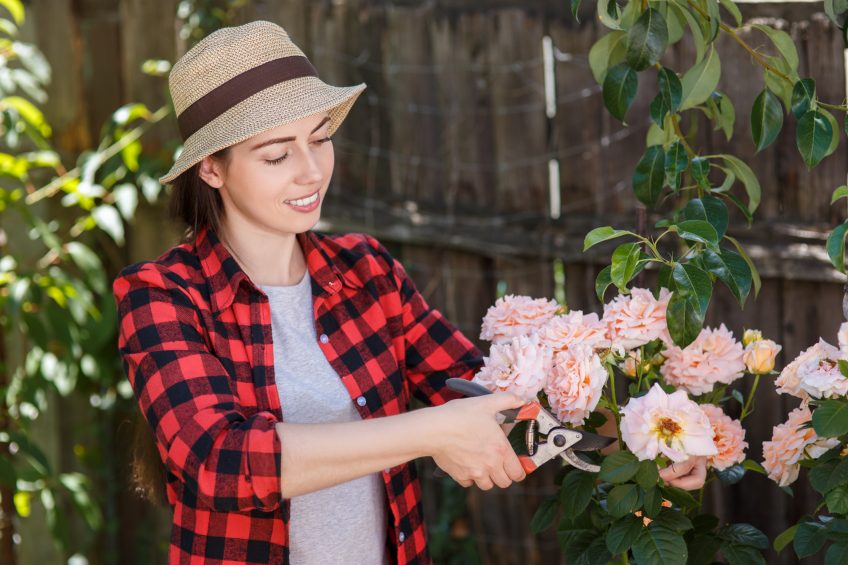 How to Prune your Roses the Proper Way