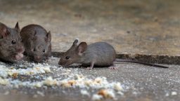 4 Completely Natural Ways to Rid Your Property of Mice