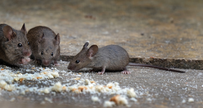 4 Completely Natural Ways to Rid Your Property of Mice