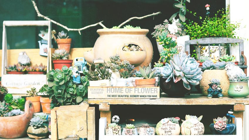 5 Great Benefits of Having Succulents in Your Home