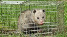 Animal Trapping for Dummies