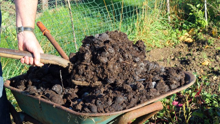 5 Tips for Using Manures in Your Garden