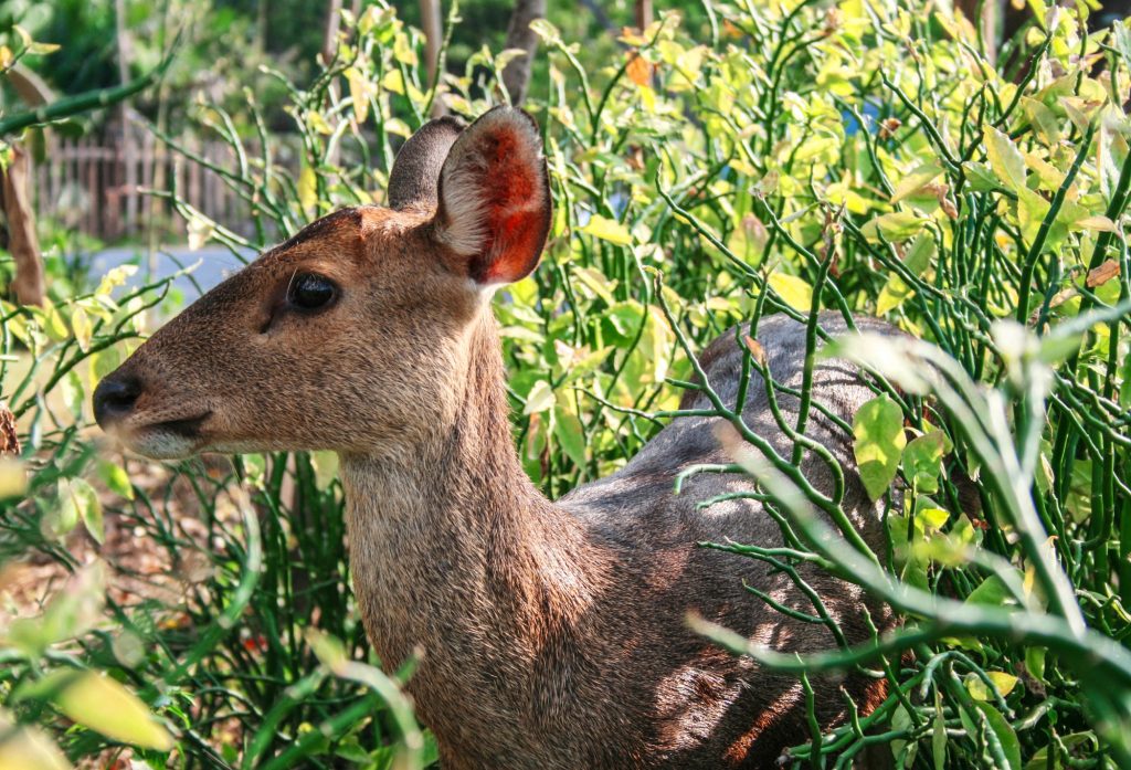 5 Tricks for Keeping Animals out of Your Garden - Homesteader