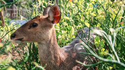 5 Tricks for Keeping Animals out of Your Garden