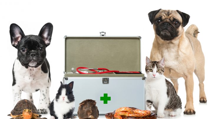 5 Critical Tips for Proper Pet Care