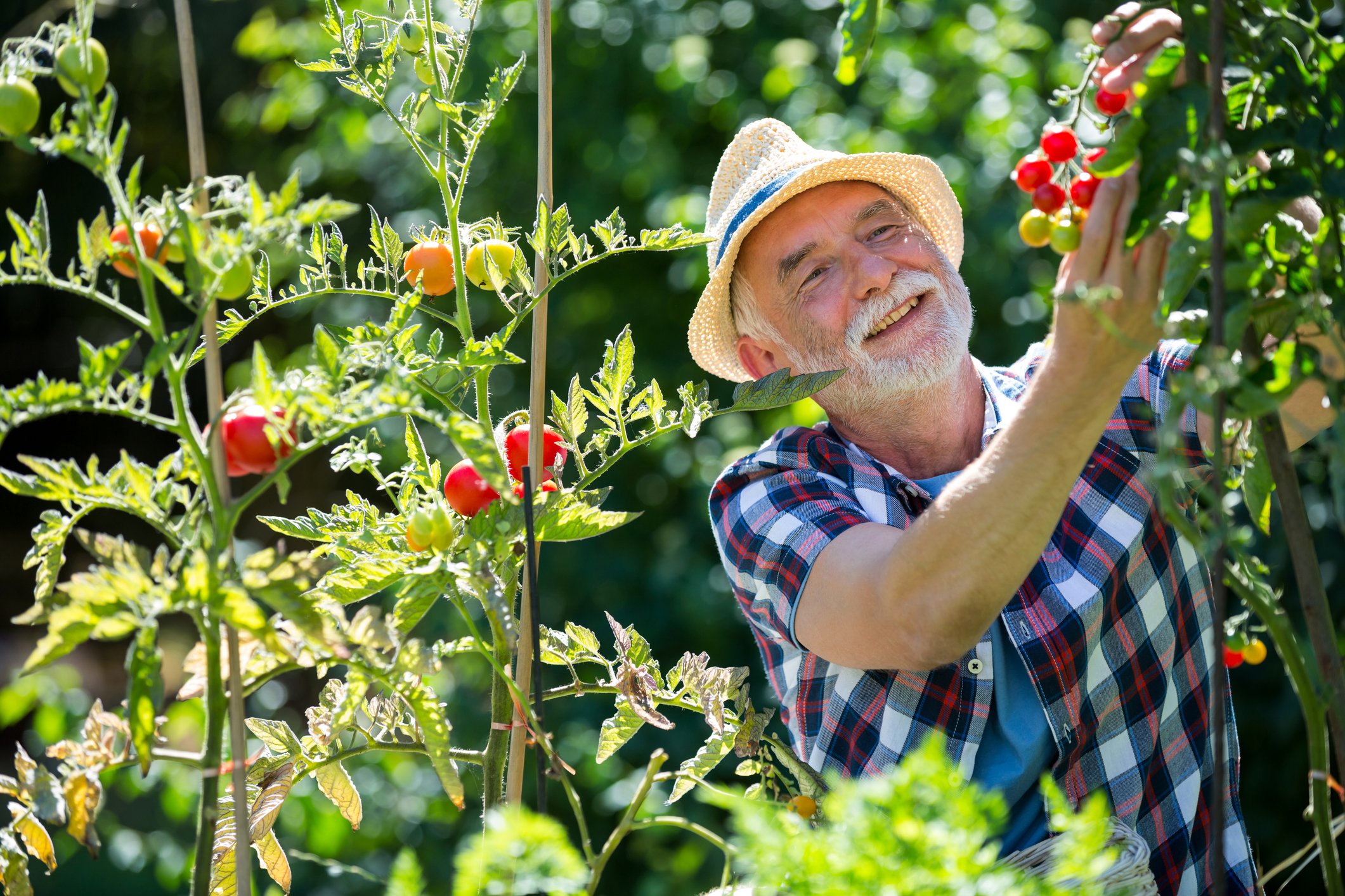 7 Tips to Grow the Perfect Tomatoes