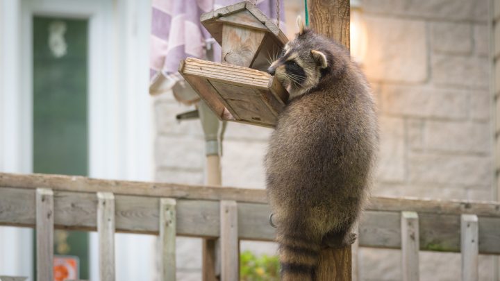 3 Tips to Outsmart Backyard Critters